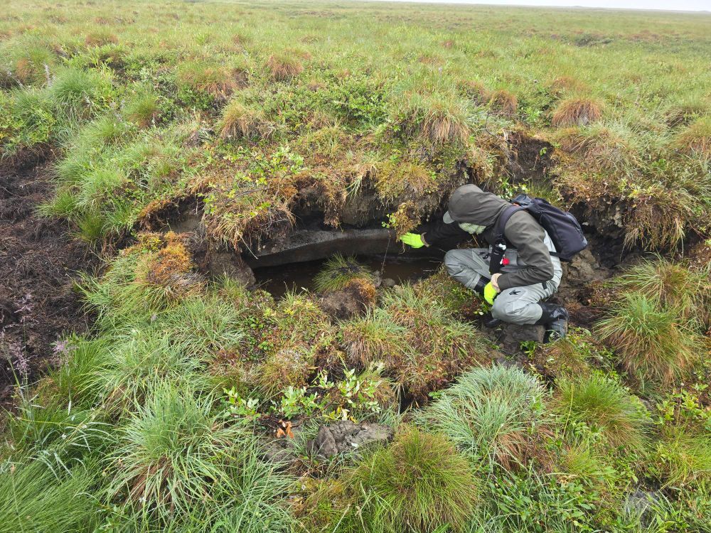 A person clad in waders and field gear couches down to touch an exposed ice wedge at a degrading site