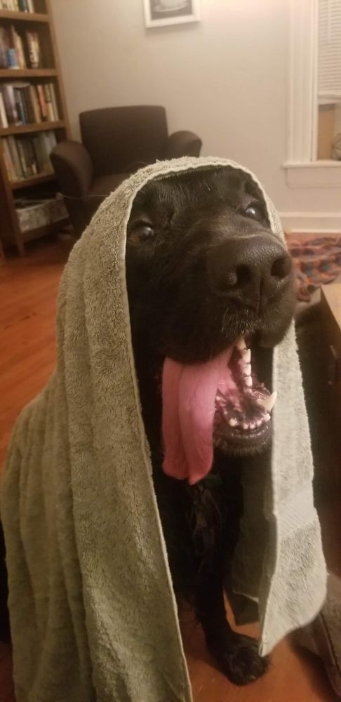 A large fluffy black dog is draped with a moss green towel, tongue hanging out, looking pleased. He has recently had a bath after rolling in bear poo.