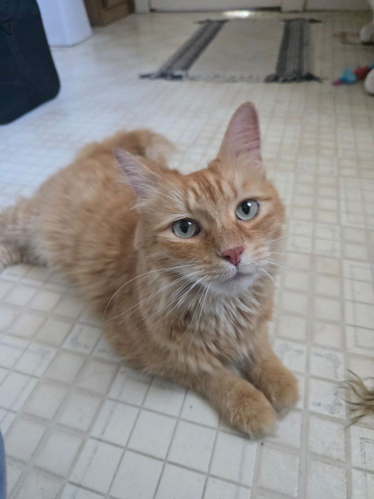 A fluffy orange cat with light green eyes is laying on the floor, looking at the camera
