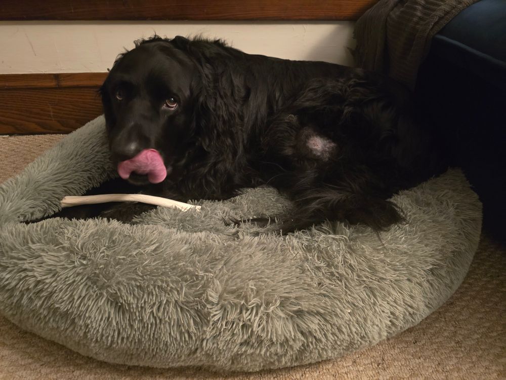 A large fluffy black dog laying on a bed, licking his chops