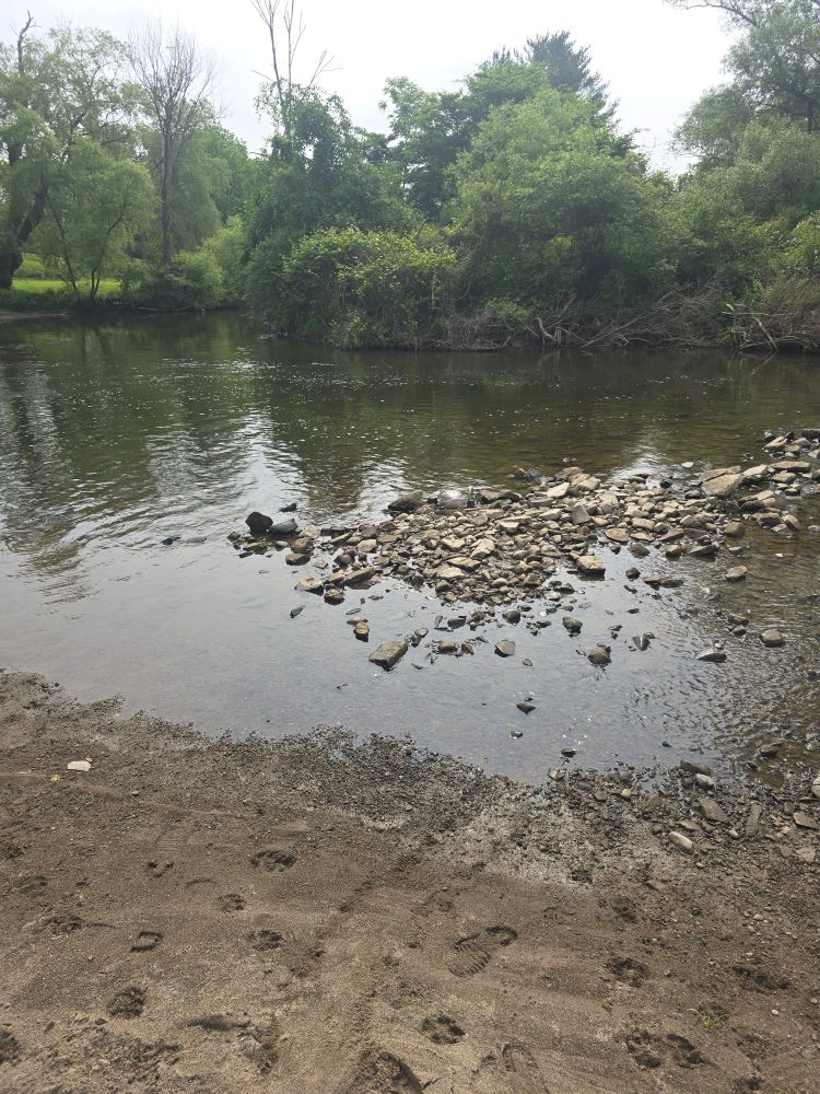 A stream with a small pebble bar. There is a large softshell turtle camouflaged in the rocks