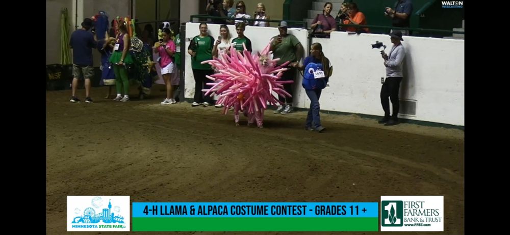 A livestock ring at the Minnesota state fair. A high school student leads an alpaca dressed as a bright pink sea anemone 