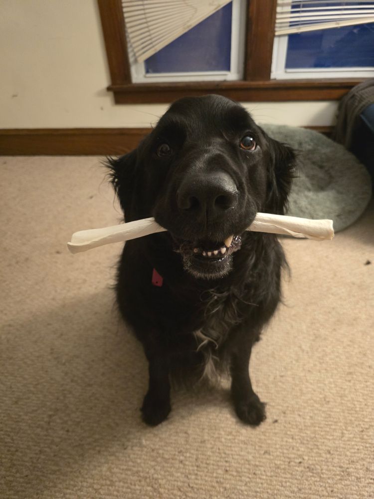 A large fluffy black dog holding a rawhide stick in his mouth, looking pleased