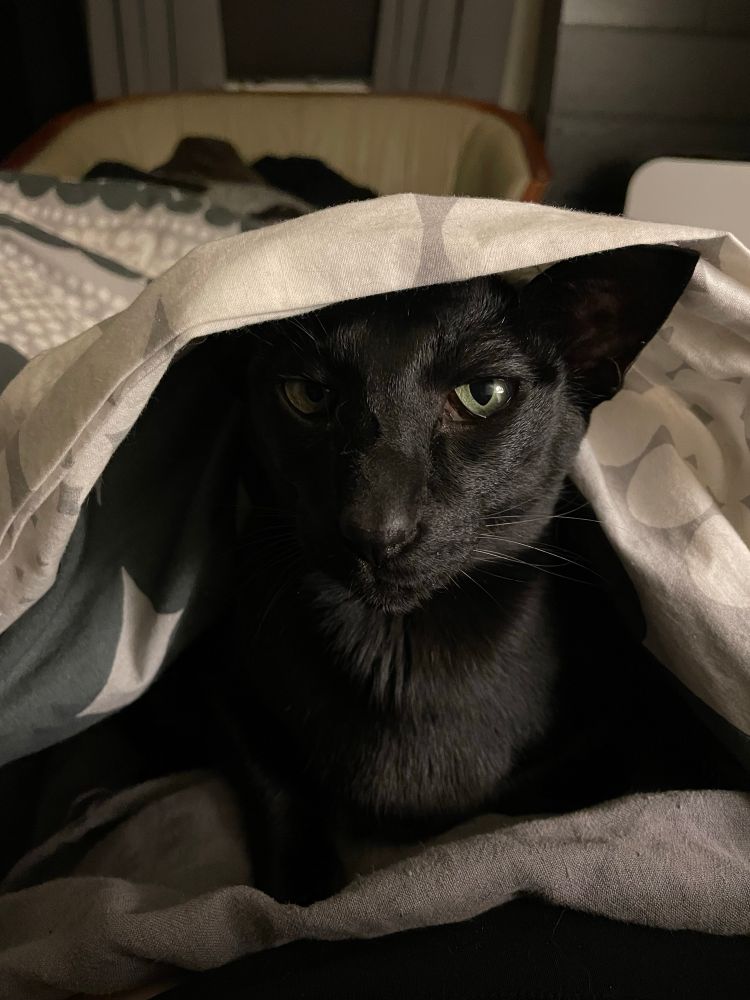 A black oriental shorthair peeking out from under a gray and white duvet.