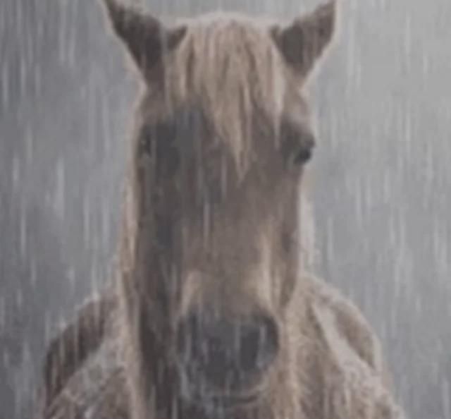 Horse on rain