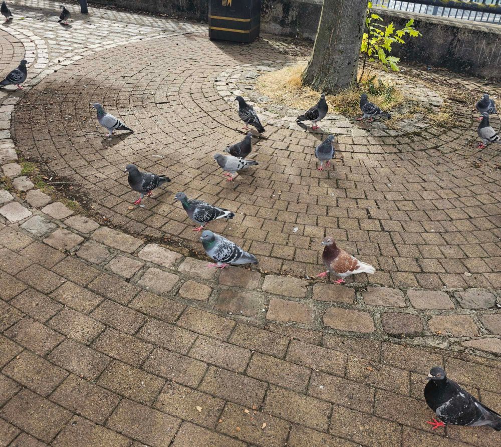 Lots of feral pigeons