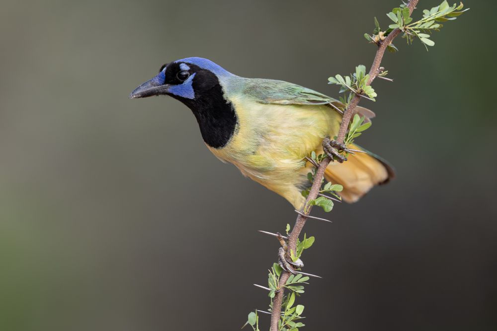 Photograph of an Green Jay on a perch.