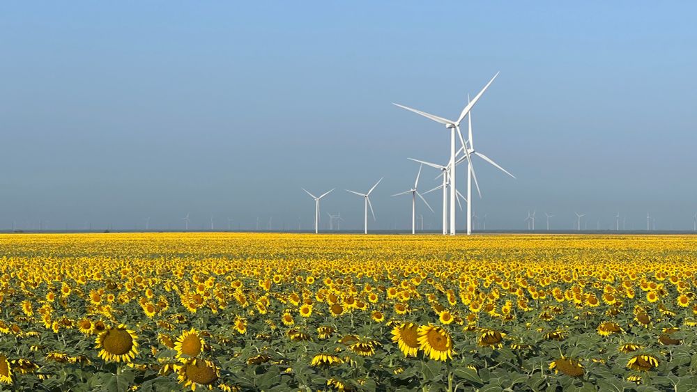 Photograph of several windmills in a field of blooming sunflowers. 