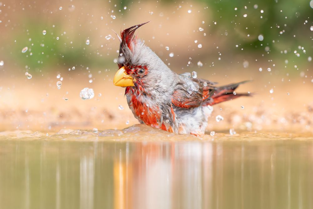Photograph of a male Pyrrhuloxia bathing in a water hole, with many water droplets in the air.
