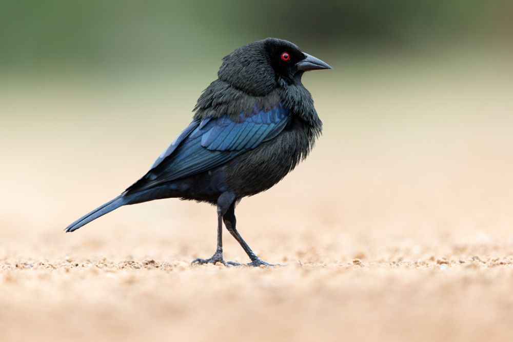 Photograph of a male Bronzed Cowbird.