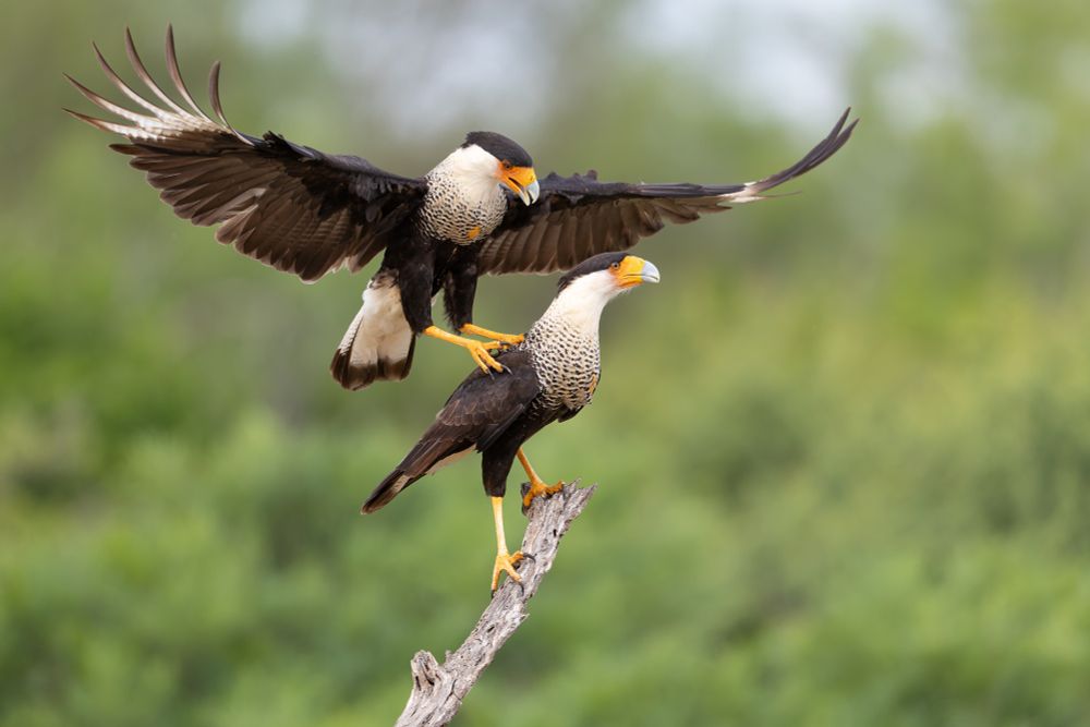Photograph of two Crested Caracara, one standing on a wood branch and the other landing on its back.