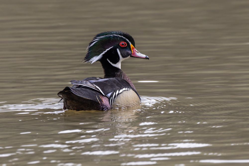 Photograph of a Wood Duck drake in breeding plumage.
