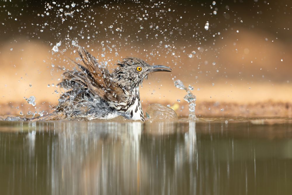 Photograph of a Long-billed Thrasher bathing in a water hole.