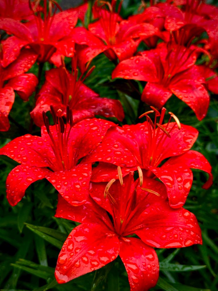 This close-up nature photograph offers a tactile and visual experience, highlighting the beauty and intricacy of red Asiatic lilies. The image captures a lush cluster of lilies in full bloom, each flower glistening with fresh rain droplets. The vivid red petals are large, smooth, and slightly curled at the edges, creating a dramatic and elegant display.

Each bloom features long, upright stamens in shades of golden yellow and deep maroon, with pollen-tipped anthers that rise from the flower’s center and add dynamic texture. The rain droplets scattered across the petals enhance their waxy surface and intensify the rich red hue.

The lilies are tightly grouped, filling the entire frame and creating a dense, vibrant field of color. Deep green, narrow leaves weave through the background, offering contrast and framing the blossoms naturally.

The lighting is soft and diffused, likely due to overcast skies or misty weather, which mutes any harsh glare and brings out the depth in color and form. The overall composition conveys a fresh, summery feeling and celebrates the bold yet graceful structure of the Asiatic lily in its peak form.