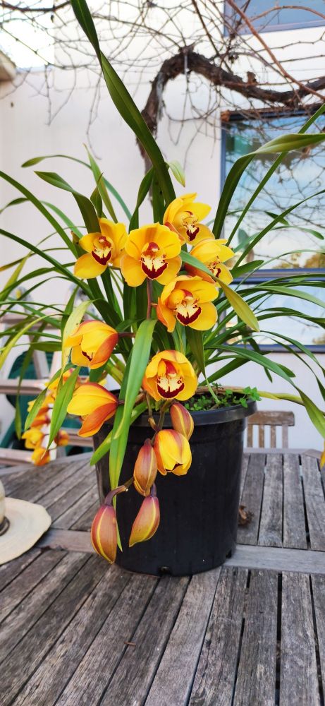 Cymbidium orchid on a wooden table. Bright yellow flowers with dark burgundy streaks and lips.