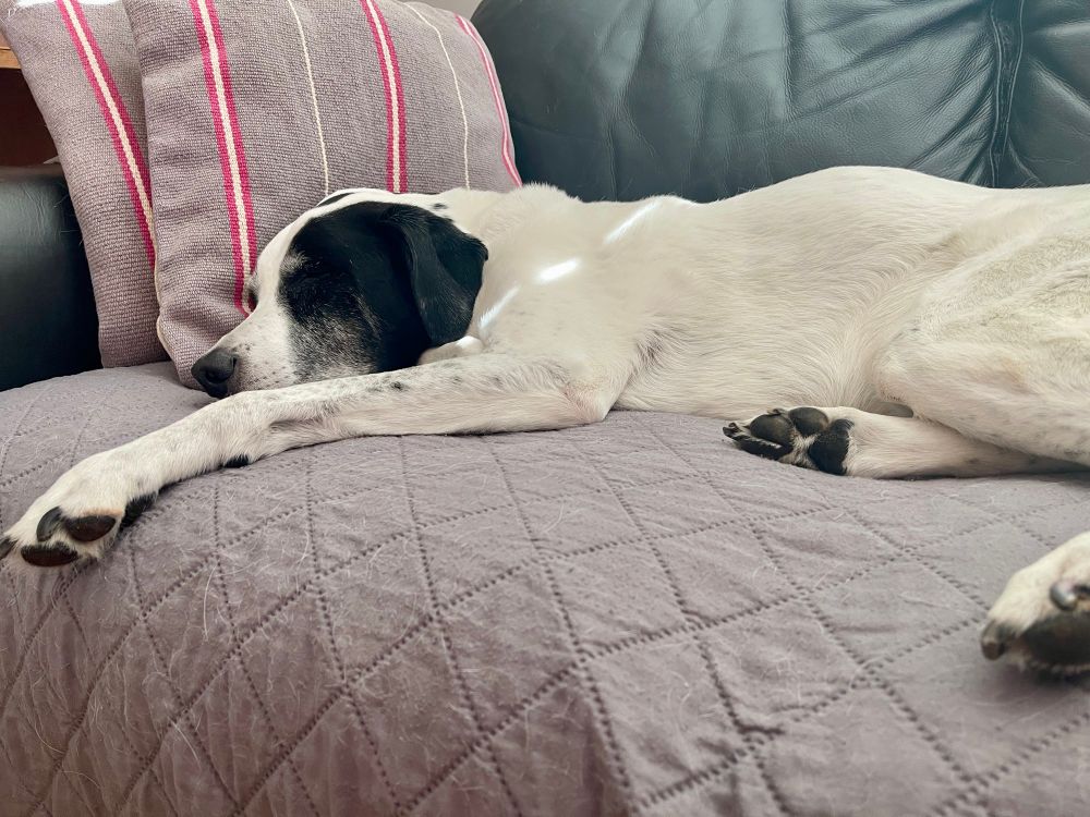 A white dog with black markings lays sleeping on a couch.