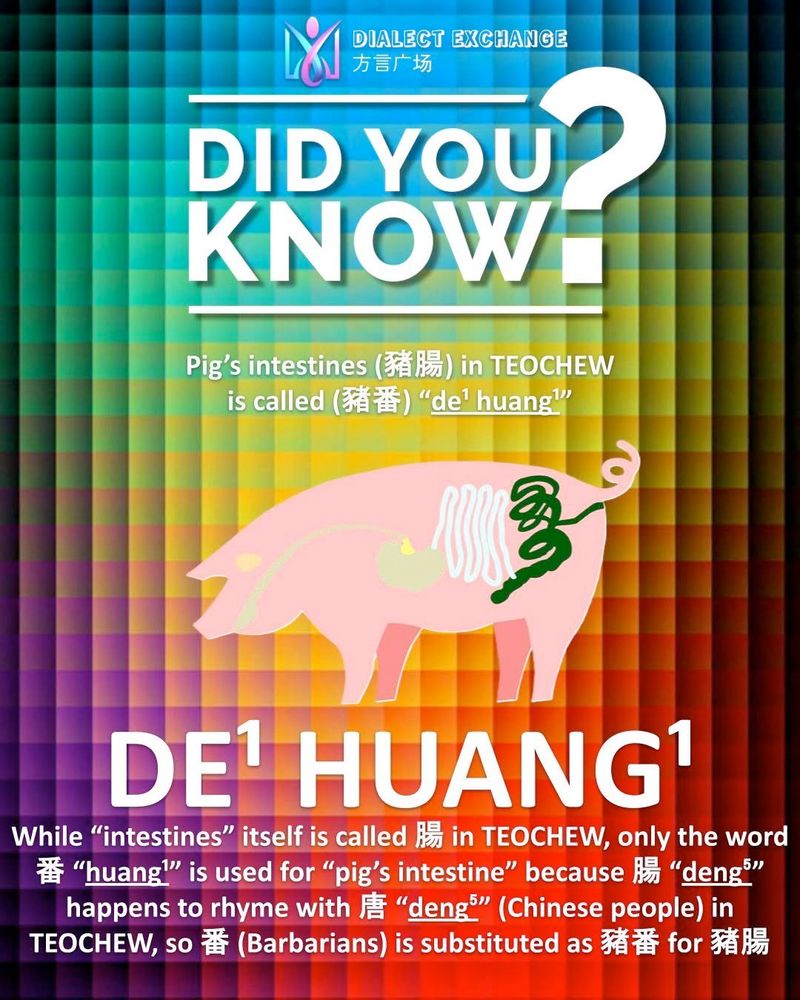 Poster by Dialect Exchange 方言广场, with an anatomical diagram of a pig's digestive system.

Text on the poster:
DID YOU KNOW?
Pig's intestines (豬腸) in TEOCHEW is called (豬番) "de¹ huang¹"

DE¹ HUANG¹
While "intestines" itself is called 腸 in TEOCHEW, only the word 番 "huang¹" is used for "pig's intestine" because 腸 "deng⁵" happens to rhyme with 唐 "deng⁵" (Chinese people) in TEOCHEW, so 番 (Barbarians) is substituted as 豬番 for 豬腸