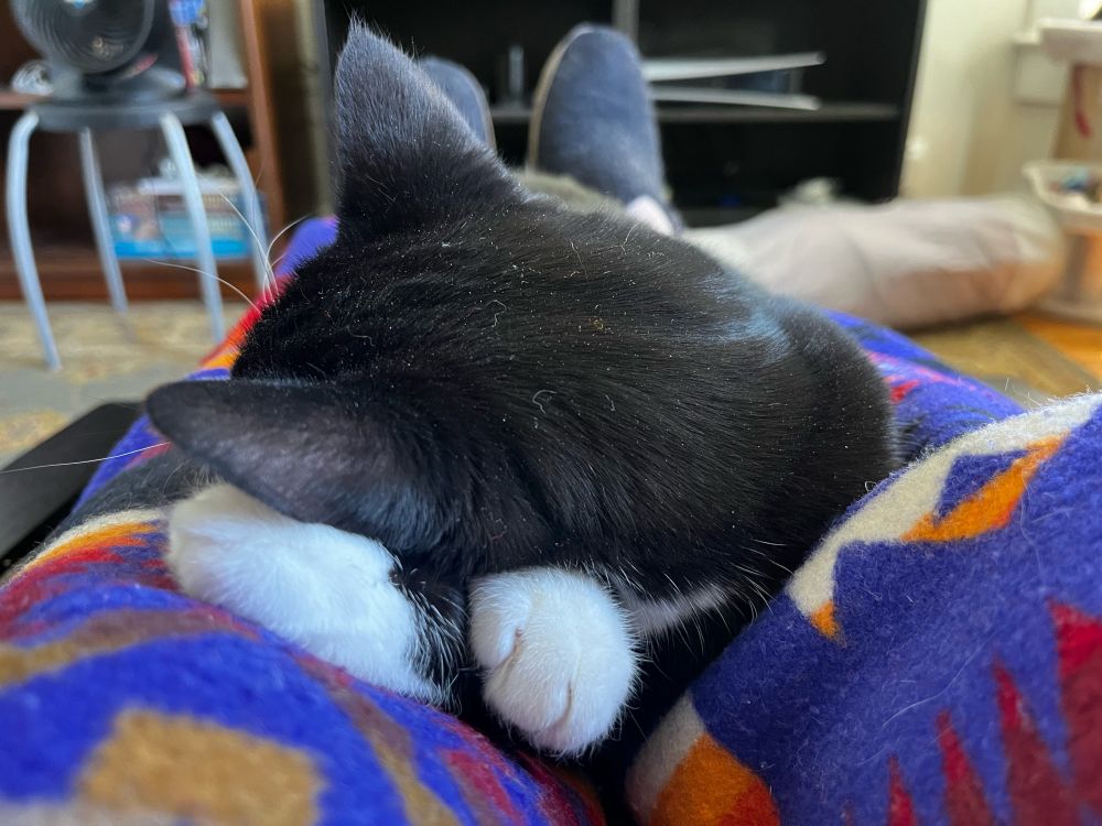Fern, a tuxedo cat, napping with her little white paws crossed and being used as a pillow.