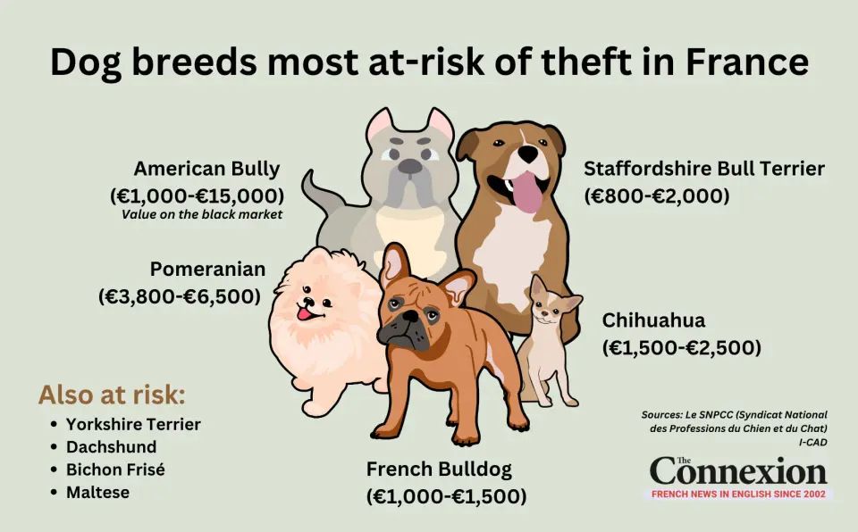 Graphic of the most at risk for theft dogs in France