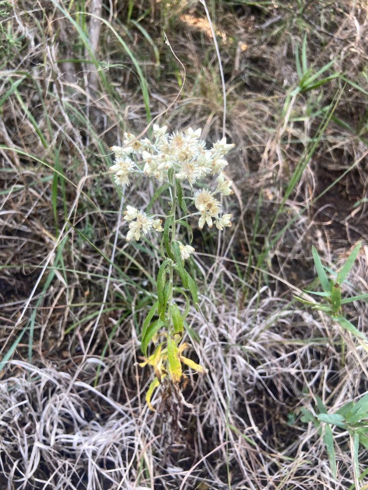 Sweet Everlasting plant growing in mostly dry, silvery grass. The plant is a single stem with several long and thin leaves that are widest at the middle, with the bottom leaves being yellow. The flowers are in a ball-shaped bunch at the top, creamy white, and fuzzy-looking.