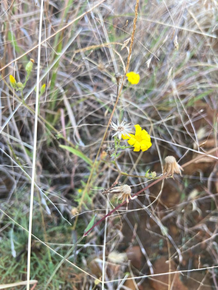 Hooker’s Scratch Daisy growing among some plants and dried grass. The plant has a few thin, sharp-tipped green leaves that are blurry in the photo and a couple small yellow flowers. The flowers have a small, dark-ish yellow center and many bright yellow petals around it, giving it a very classic Daisy look. The petals are drooping a little bit and there are a few light brown dried flower heads on the plant too. 
