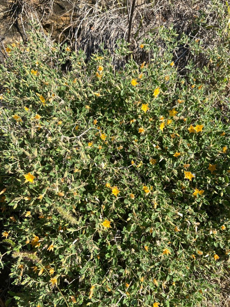 Top-down photo Stick-leaf plant growing among a bunch of plants and grass. The plant is a small bush and has a ton of small-ish, prickly leaves. There are several flowers that are pale orange and Star-shaped. 
