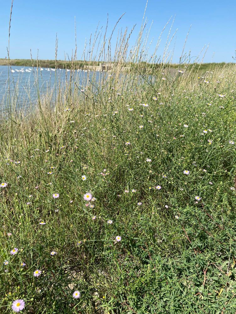 A bunch Southern Saltmarsh Aster plants growing in tall plants next to a pond with white pelicans floating in it. The plants are several light green stems with thin light green leaves. There are several flower buds and several flowers fully blooming, which have a bright yellow center and many thin, pale pink petals.