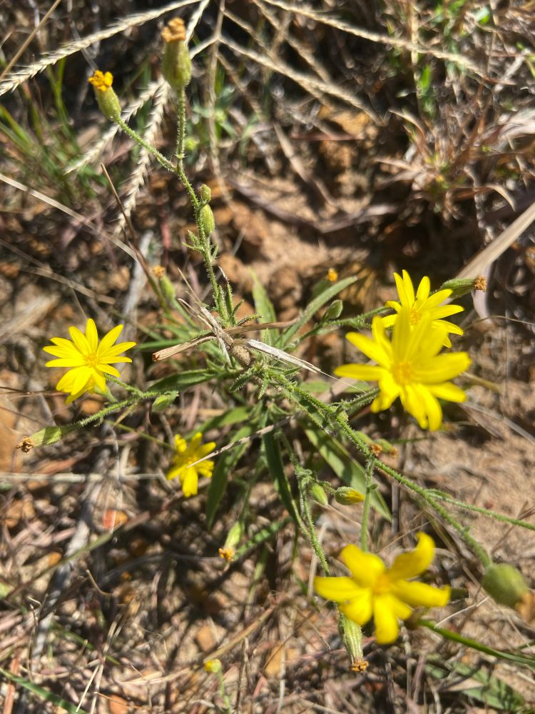 Hooker’s Scratch Daisy growing in dusty ground. The plant has several thin, sharp-tipped green leaves and a few small yellow flowers. The flowers have a small, dark-ish yellow center and many bright yellow petals around it, giving it a very classic Daisy look. 