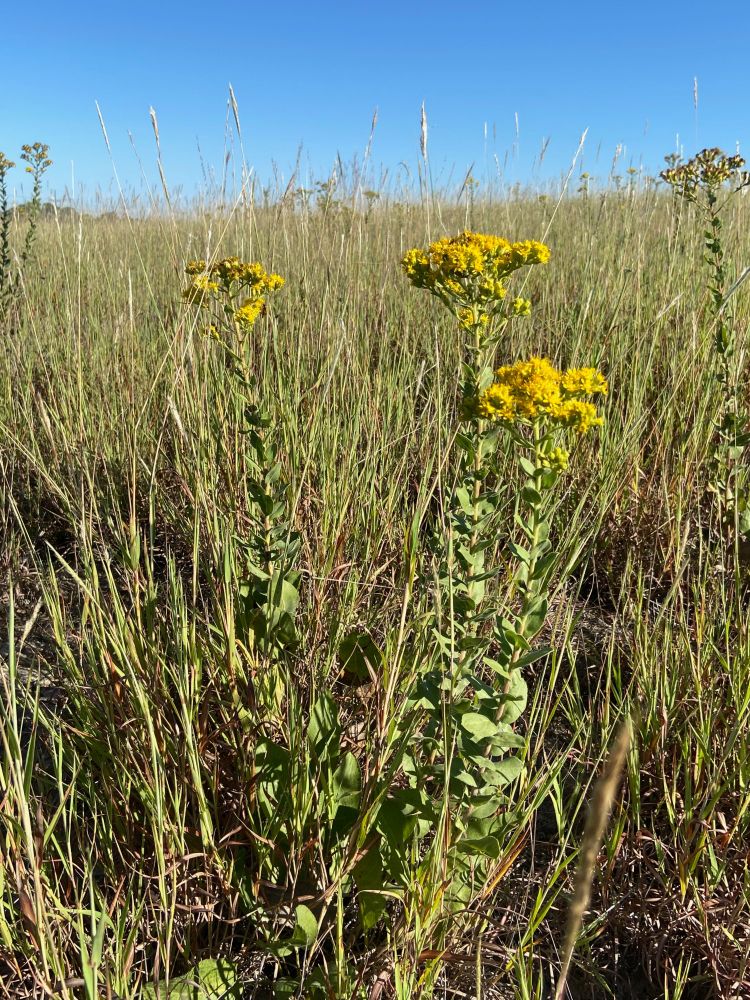 Rigid goldenrod plants in a grassy field. The plants have tall, straight stems with several rounded, rough leaves. At the tops of plants are several shorter stems leading to clumps of fuzzy-looking yellow flowers. The overall plant shape is a bit like an umbrella.