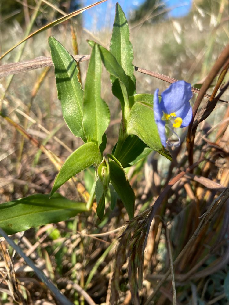 Close-up side view of Whitemouth Dayflower growing in grass. The plant has several long-ish spade-shaped leaves. The flower has two large light blue petals that look like the top half of a circle, bright yellow pistils in the center and long white stamens that curve down, and a barely visible tiny white petal below the center. 