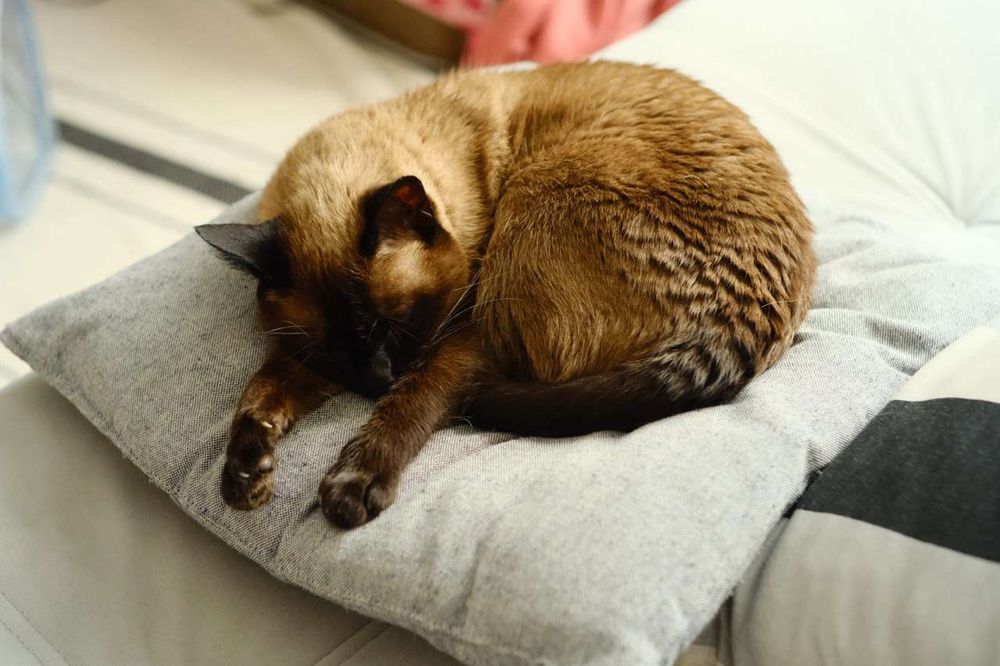 眠っているシャム猫の写真