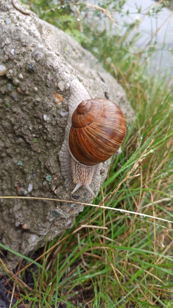eine vermutlich Weinbergschnecke auf einem Stück Beton auf einem Grünstreifen 