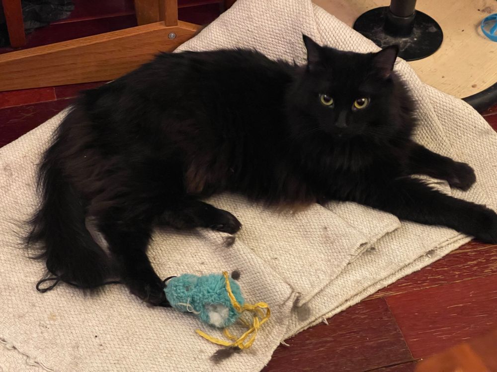 black cat relaxing on a floor mat with a lightly shredded bird stuffie
