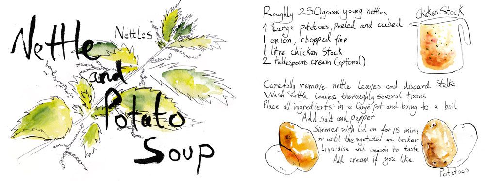 An illustration for a nettle and potato soup recipie with ink line and watercolour illustrations. There's an illustration of a nettle with wide leaves beneath hand drawn lettering reading "Nettle and Potato Soup" and on the right a list of ingredients and method displaying chicken stock and several potatoes in the bottom right.