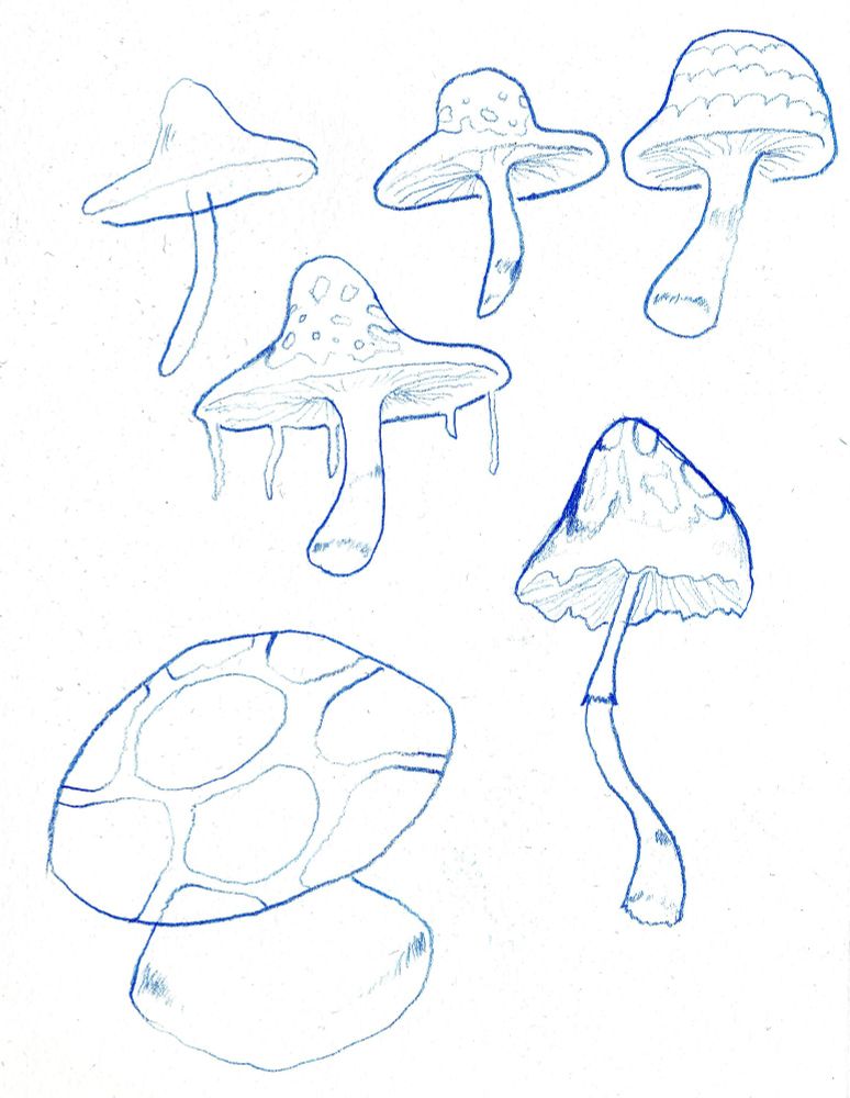 Round capped mushrooms in blue pencil