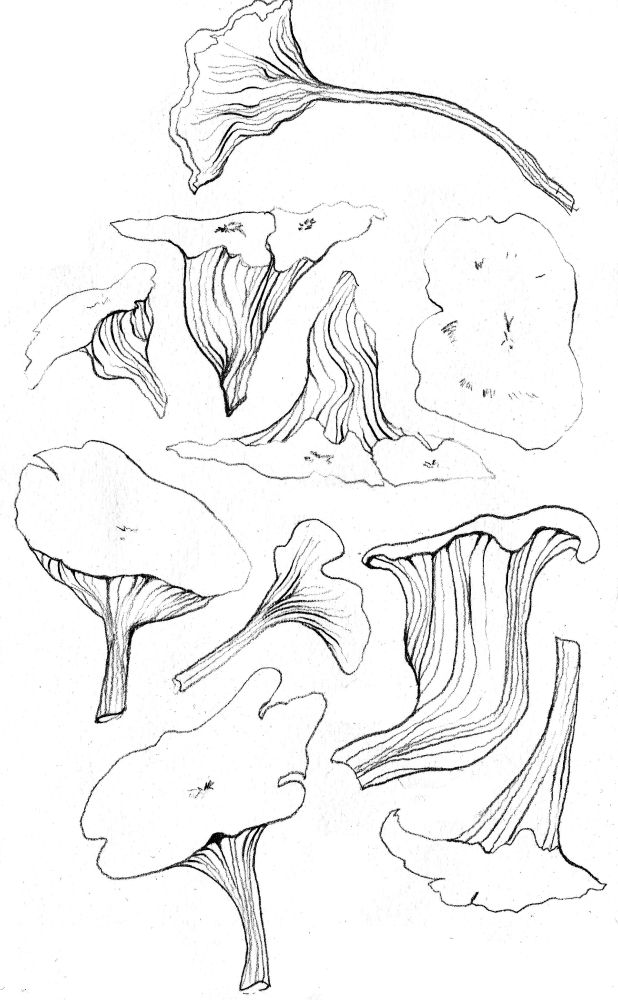 Mushrooms with long lined stalks and flat broad heads in pencil