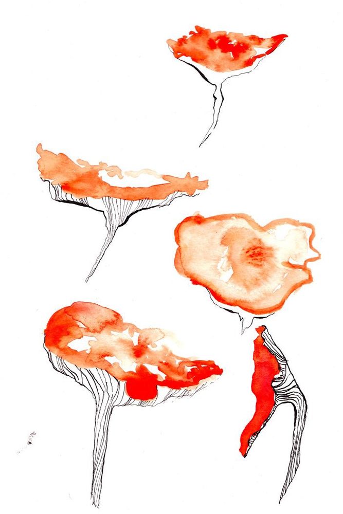 Orange mushrooms in watercolour and black ink 