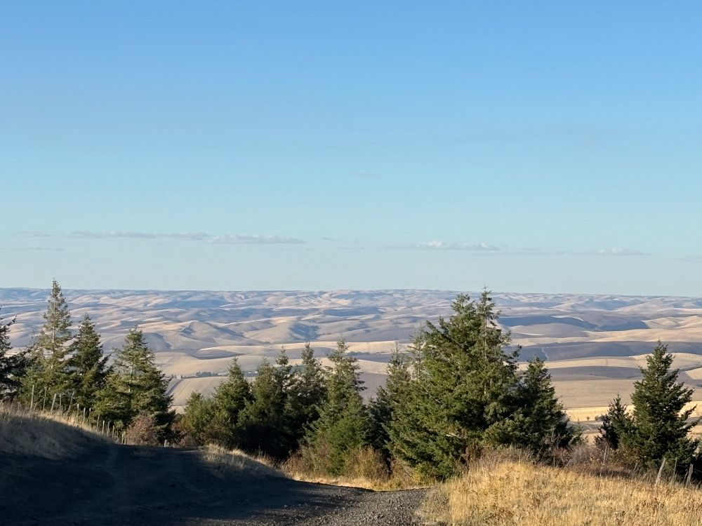 The rolling hills of the Palouse, from a higher vantage point. You cannot cross see the deep scars of the landscape: remnants of the ancient Missoulan floods that carved up eastern and central Washington state.