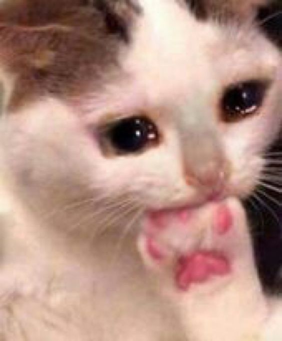a cat with big wet eyes sucking it's paw