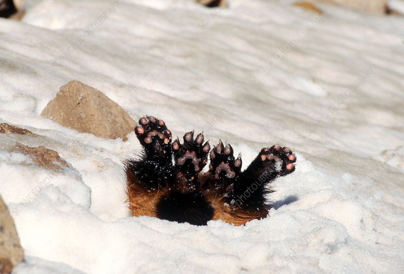 a photo of an upside down wolverine with it's paws sticking out of the snow