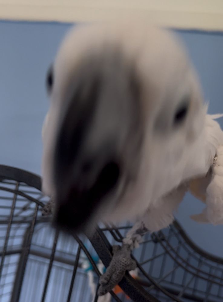 Umbrella Cockatoo lunging at camera (he hates phones)