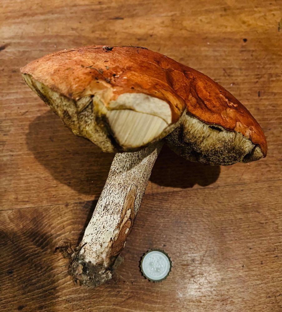 Sehr großer Birkenpilz mit Kronenkorken als Vergleichsgröße.