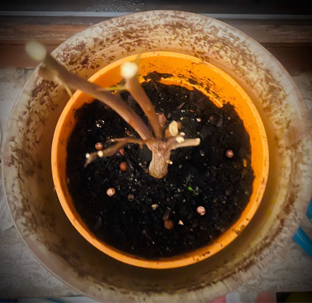 Kaffirlimettenbaum EXTREM zurückgeschnitten 
