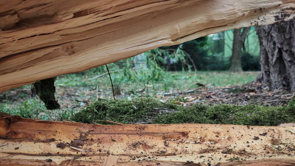 Sicht durch einen querliegenden, geborstenen Baumstamm, hellbraunes Holz, auf grünes Moos, Wiese, Hauswand und die dunkelbraune Rinde anderer Bäume