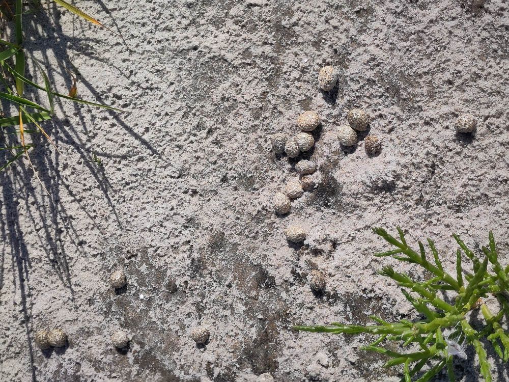 Foto des #Salzwiesen-Bodens im #Wattenmeer, gelb-grauer #Kniepsand mit hellen Kugeln, umrahmt von grünem #Queller (#NordseeSpargel) und grün-gelbem Strandhafer
