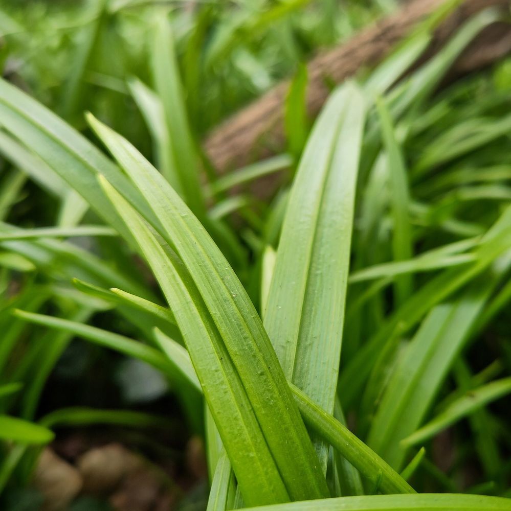 Nahaufnahme: grasgrün sprießende Bärlauchblätter, im Hintergrund schräg liegender, brauner Ast