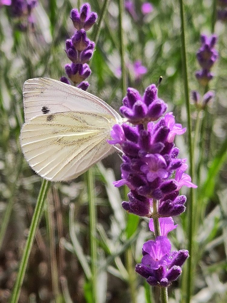 Nahaufnahme einer Lavendelblüte auf der ein weißer #Schmetterling sitzt. Weitere violette Blütenstände und grüne Blättchen und Stängel rahmen #Lavendel und #Weissling