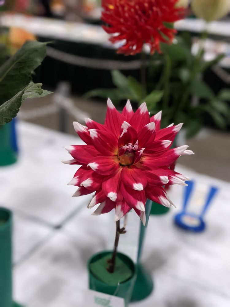 Bright pink flower with white tips.