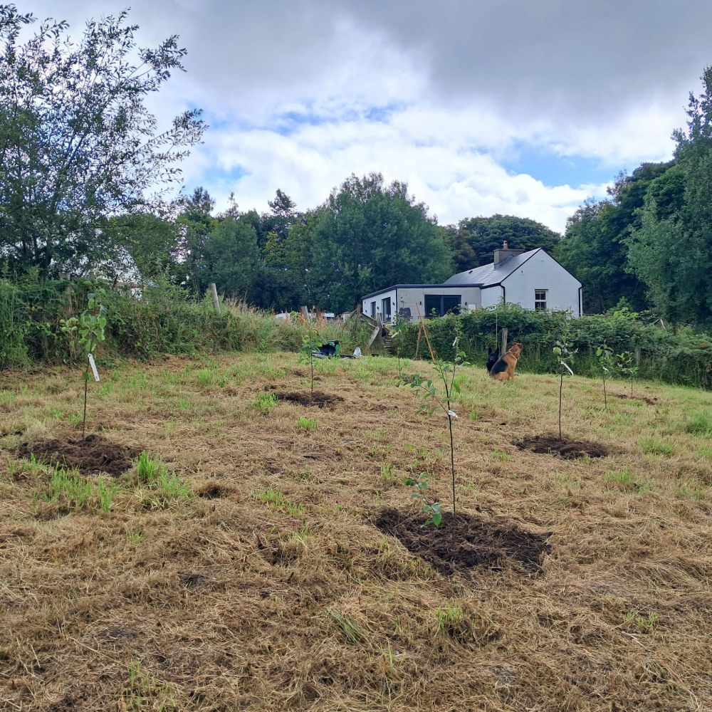 Photo of field with 8 small apple trees planted.