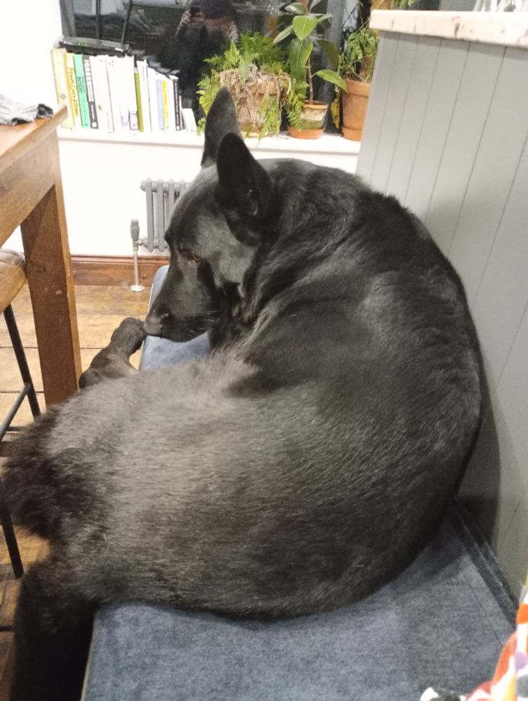 Photo of Obie, a black German shepherd, on the kitchen bench next to me. He's big & looks like he might fall off. 